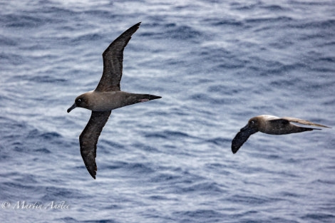 OTL24-23, Day 3, Light Mantled © Martin Anstee Photography - Oceanwide Expeditions.jpg