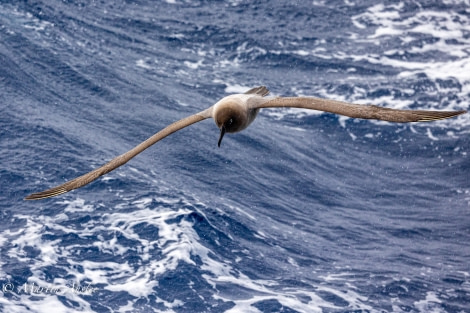 OTL24-23, Day 3, Light Mantled 3 © Martin Anstee Photography - Oceanwide Expeditions.jpg