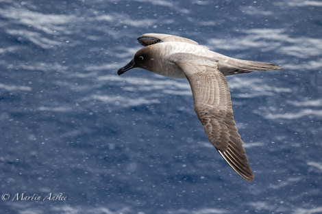 OTL24-23, Day 3, Light Mantled 4 © Martin Anstee Photography - Oceanwide Expeditions.jpg