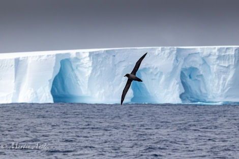 OTL24-23, Day 3, Light Mantled and Ice © Martin Anstee Photography - Oceanwide Expeditions.jpg