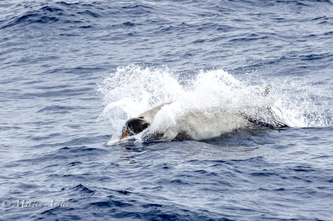 OTL24-23, Day 3, Strap-toothed Beaked Whale © Martin Anstee Photography - Oceanwide Expeditions.jpg