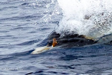 OTL24-23, Day 3, Strap-toothed Beaked Whale 3 © Martin Anstee Photography - Oceanwide Expeditions.jpg