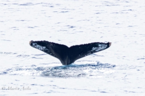 OTL24-23, Day 3, Whale © Martin Anstee Photography - Oceanwide Expeditions.jpg
