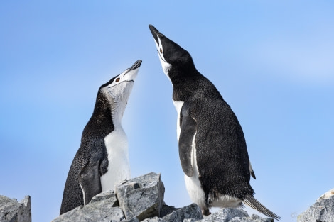 OTL24-23, Day 4, Chinstrap Penguins © Sara Jenner - Oceanwide Expeditions.jpg