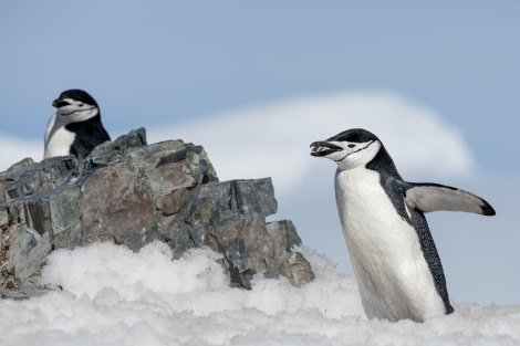 OTL24-23, Day 4, Chinstrap Penguins 3 © Sara Jenner - Oceanwide Expeditions.jpg