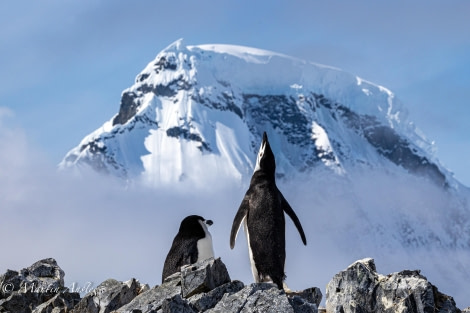 OTL24-23, Day 4, Chinstraps 3 © Martin Anstee Photography - Oceanwide Expeditions.jpg