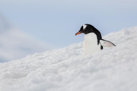 OTL24-23, Day 4, Gentoo Penguin © Unknown photographer - Oceanwide Expeditions.jpg