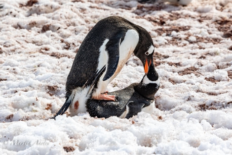 OTL24-23, Day 4, Gentoo Penguins Love © Martin Anstee Photography - Oceanwide Expeditions.jpg