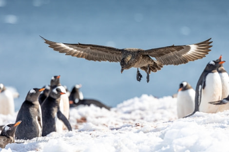 OTL24-23, Day 4, Skua and Gentoos © Martin Anstee Photography - Oceanwide Expeditions.jpg