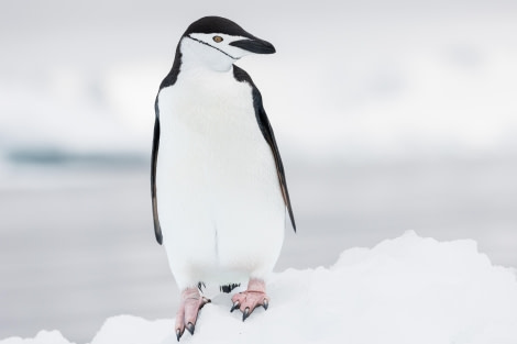 OTL24-23, Day 5, Chinstrap Penguin © Unknown photographer - Oceanwide Expeditions.jpg