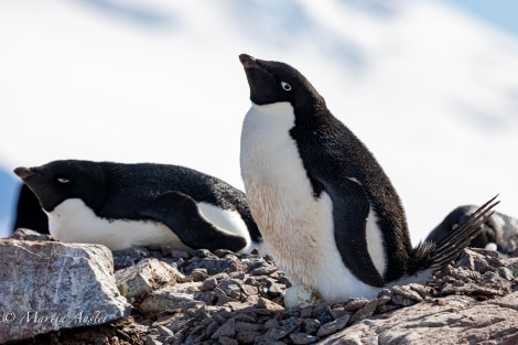 OTL24-23, Day 6, Adelie Penguins © Martin Anstee Photography - Oceanwide Expeditions.jpg