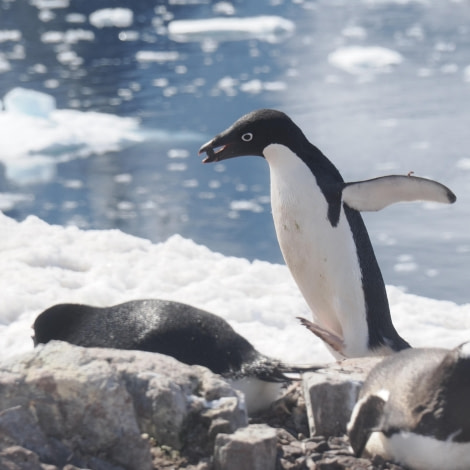 OTL24-23, Day 6, Adelie penguins 2 © Andy Perkins Mountain Guide - Oceanwide Expeditions.JPG