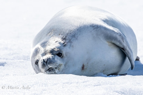 OTL24-23, Day 6, Crabeater Seal © Martin Anstee Photography - Oceanwide Expeditions.jpg