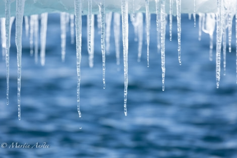 OTL24-23, Day 6, icicles © Martin Anstee Photography - Oceanwide Expeditions.jpg