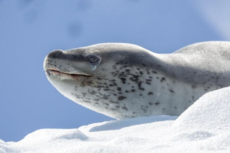 OTL24-23, Day 6, Leopard Seal 1 © Sara Jenner - Oceanwide Expeditions.jpg