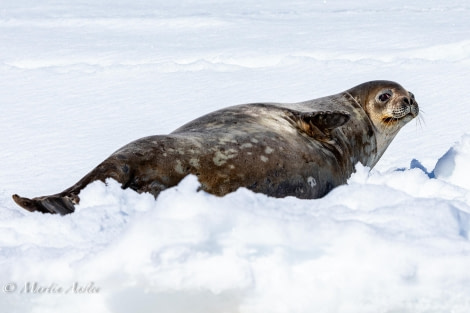 OTL24-23, Day 6, Weddell Seal © Martin Anstee Photography - Oceanwide Expeditions.jpg