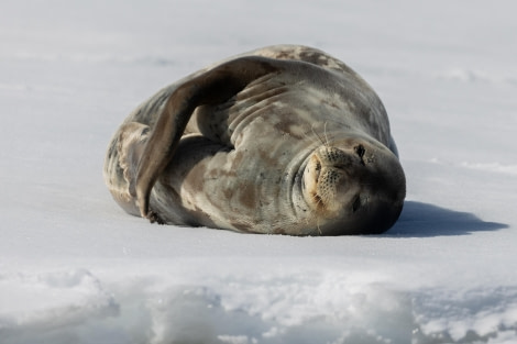 OTL24-23, Day 7, Lockroy Weddell © Unknown photographer - Oceanwide Expeditions.jpg