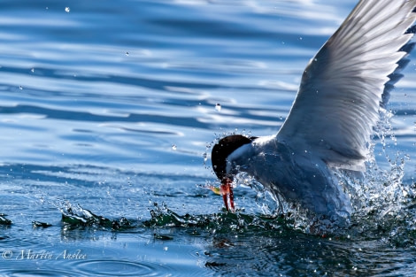 OTL24-23, Day 8, Bird 2 © Martin Anstee Photography - Oceanwide Expeditions.jpg