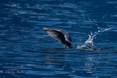 OTL24-23, Day 8, Bird © Martin Anstee Photography - Oceanwide Expeditions.jpg