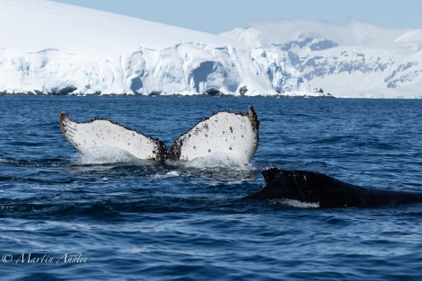 OTL24-23, Day 8, Humpback whales 2 © Martin Anstee Photography - Oceanwide Expeditions.jpg