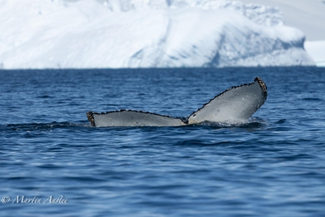 OTL24-23, Day 8, Humpback whales 3 © Martin Anstee Photography - Oceanwide Expeditions.jpg