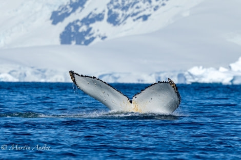 OTL24-23, Day 8, Humpback whales 5 © Martin Anstee Photography - Oceanwide Expeditions.jpg