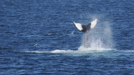 OTL24-23, Day 8, Whales © Andy Perkins Mountain Guide - Oceanwide Expeditions.JPG