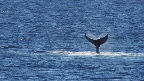 OTL24-23, Day 8, Whales 2 © Andy Perkins Mountain Guide - Oceanwide Expeditions.JPG