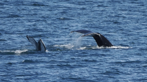 OTL24-23, Day 8, Whales 4 © Andy Perkins Mountain Guide - Oceanwide Expeditions.JPG