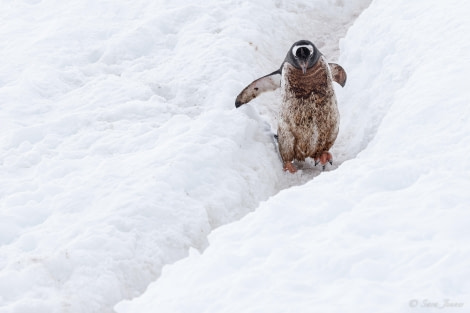 OTL24-23, Day 9, Gentoo Penguin 2 © Sara Jenner - Oceanwide Expeditions.jpg