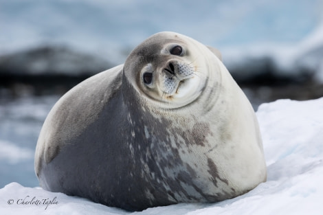 OTL24-23, Day 9, Weddel Seal 3 © Charlotte Taplin - Oceanwide Expeditions.jpg