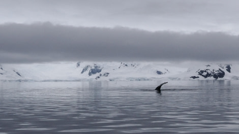 OTL24-23, Day 9, Whale © Andy Perkins Mountain Guide - Oceanwide Expeditions.JPG