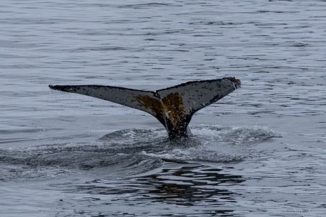 OTL24-23, Day 9, Whale 2 © Sara Jenner - Oceanwide Expeditions.jpg