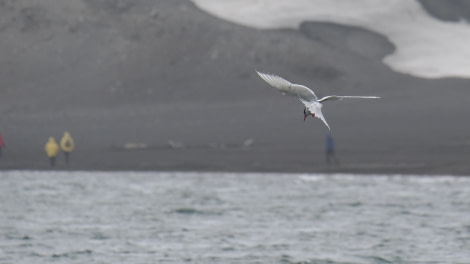 OTL24-23, Day 10, Arctic Tern © Andy Perkins Mountain Guide - Oceanwide Expeditions.JPG