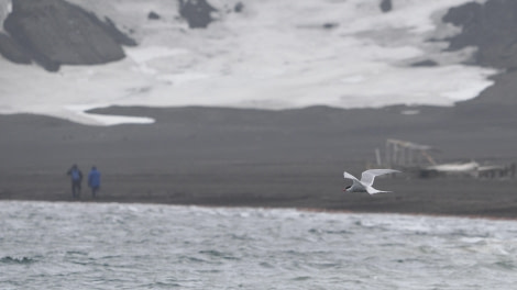 OTL24-23, Day 10, Arctic Tern 2 © Andy Perkins Mountain Guide - Oceanwide Expeditions.JPG