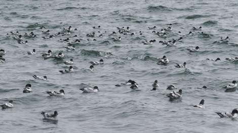 OTL24-23, Day 10, Cape Petrels © Andy Perkins Mountain Guide - Oceanwide Expeditions.JPG