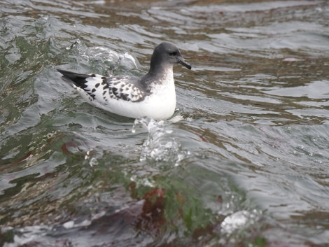 OTL24-23, Day 10, Cape Petrel © Andy Perkins Mountain Guide - Oceanwide Expeditions.JPG