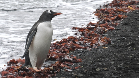 OTL24-23, Day 10, Gentoo Penguin © Andy Perkins Mountain Guide - Oceanwide Expeditions.JPG