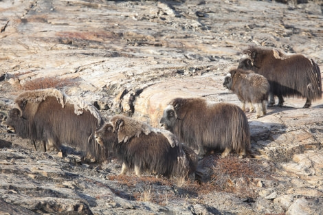 greenland_Harefjord_scoresby sund (c) troels jacobsen_MG_7617.jpg