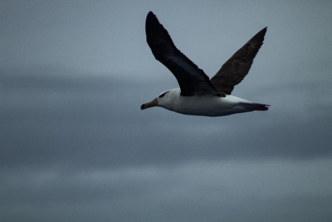 HDS24-23, Day 9, Black-browed albatross © Unknown photographer - Oceanwide Expeditions.jpg