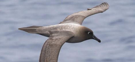 OTL25-24, Day 3, Light mantled sooty albatross © Pierre Gallego - Oceanwide Expeditions.jpg