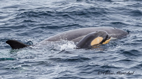 OTL25-24, Day 6, Orcas © Chloe Marechal - Oceanwide Expeditions.jpg