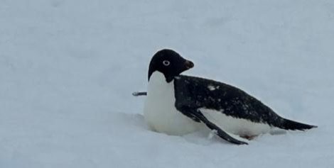 OTL25-24, Day 7, Adelie Penguin © Unknown photographer - Oceanwide Expeditions.jpg