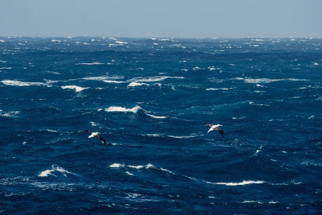 OTL25-24, Day 11, Drake Passage © Juan Martin Berenstein - Oceanwide Expeditions.jpg