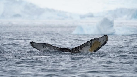 PLA24-23, Day 4, Whale © Unknown photographer - Oceanwide Expeditions.jpg