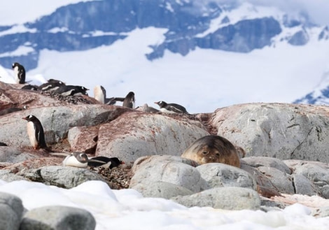 PLA24-23, Day 6, Gentoo Penguins and Weddel Seal © Unknown photographer - Oceanwide Expeditions.jpg