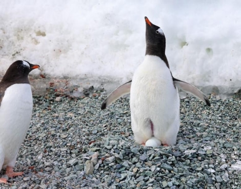 PLA24-23, Day 7, Gentoo Penguins © Unknown photographer - Oceanwide Expeditions.jpg