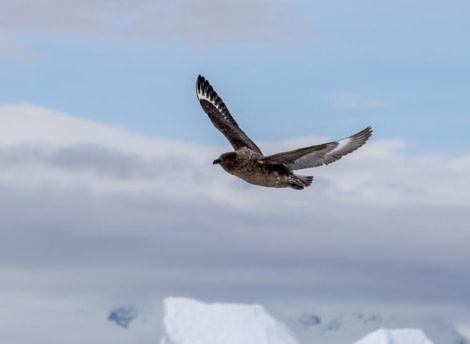 PLA24-23, Day 7, Skua © Unknown photographer - Oceanwide Expeditions.jpg