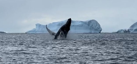 PLA24-23, Day 9, Humpback Whale © Unknown photographer - Oceanwide Expeditions.jpg