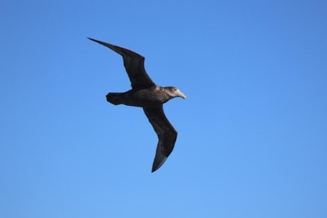 PLA24-23, Day 11, Bird © Unknown photographer - Oceanwide Expeditions.jpg